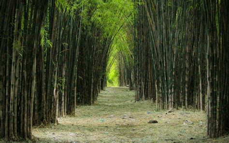 Yuk, Intip Hutan Bambu Surabaya yang Menawarkan Keindahan Alam Asri dan